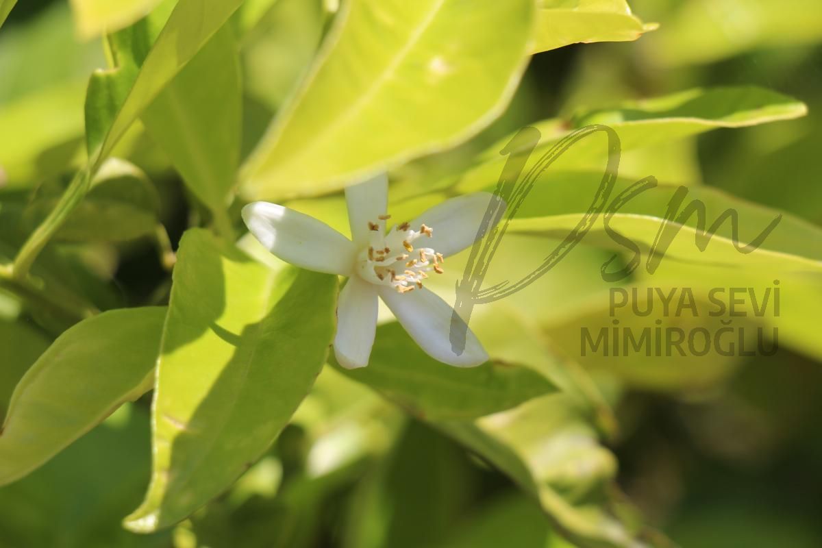 Doğa Fotoğrafları